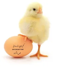 تقویت پوسته تخم مرغ